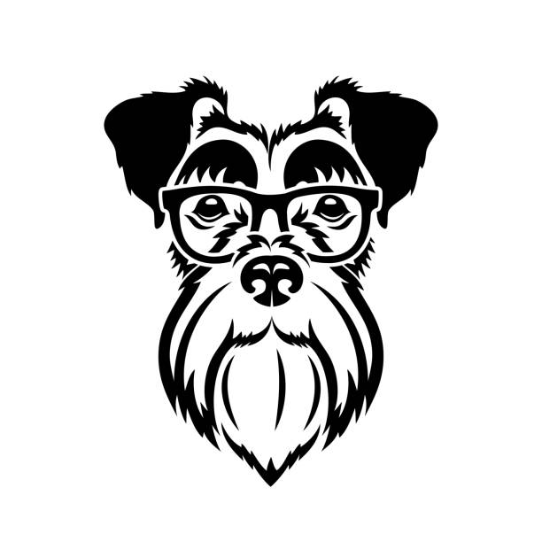 Miniature schnautzer face - isolated vector illustration Miniature schnautzer face schnauzer stock illustrations