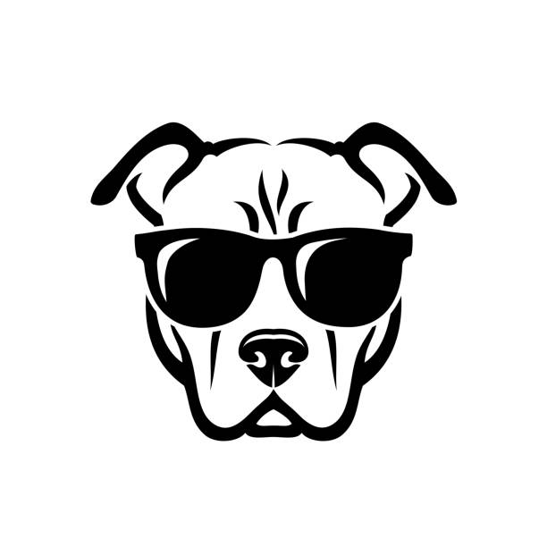 bildbanksillustrationer, clip art samt tecknat material och ikoner med american pitbull terrier hund bär sol glasögon-isolerad vektor illustration - djurhuvud