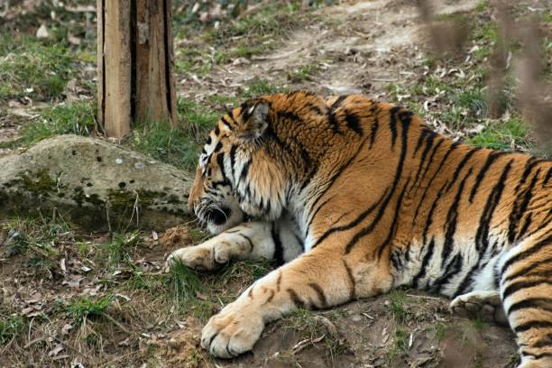 istock Siberian Tiger Panthera tigris altaica 1138575954