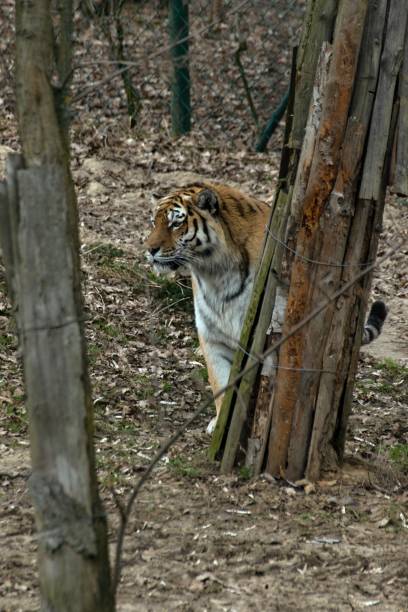istock Siberian Tiger Panthera tigris altaica 1138575971