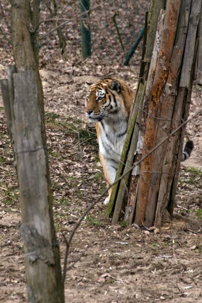 istock Siberian Tiger Panthera tigris altaica 1138576058