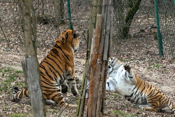 istock Siberian Tiger Panthera tigris altaica 1138576712