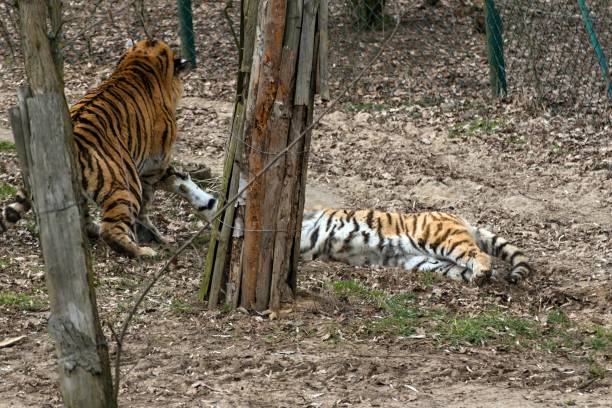 istock Siberian Tiger Panthera tigris altaica 1138576880