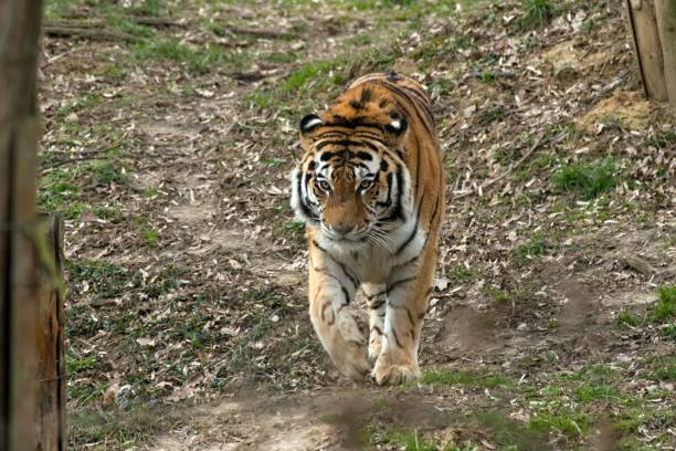 istock Siberian Tiger Panthera tigris altaica 1138576931