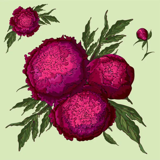 Vector illustration of Vector peonies. Set of isolated burgundy flowers. Bouquets of flowers on a light green background. Template for floral decoration, fabric design, packaging or clothing.