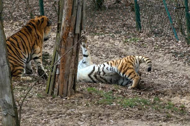 istock Siberian Tiger Panthera tigris altaica 1138576985