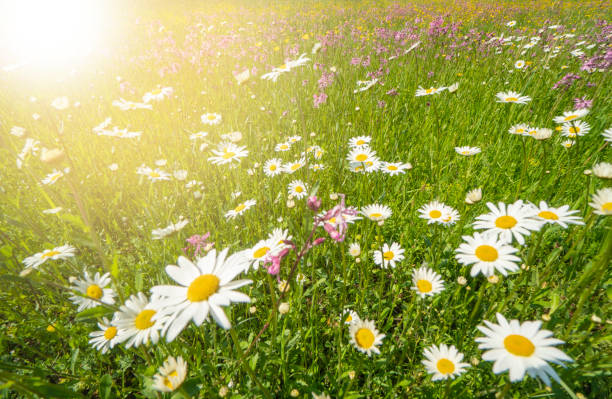 istock panoramic meadow with spring flowers and sunbeams 1138576997