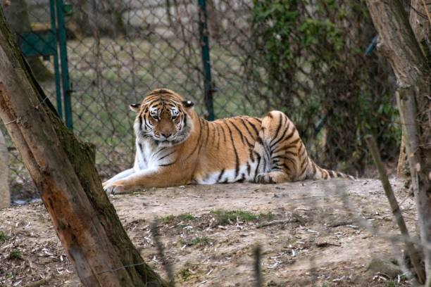 istock Siberian Tiger Panthera tigris altaica 1138578049