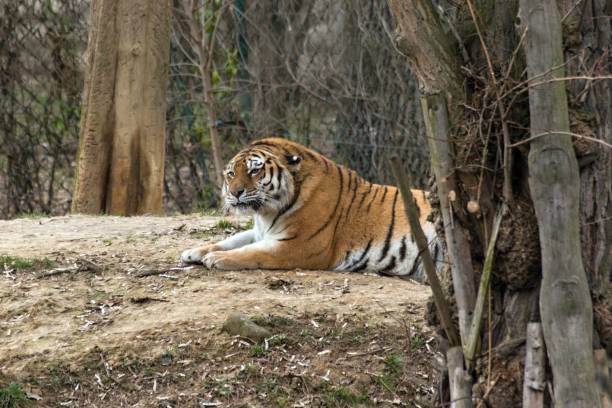 istock Siberian Tiger Panthera tigris altaica 1138578179