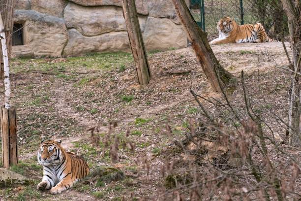 istock Siberian Tiger Panthera tigris altaica 1138578241