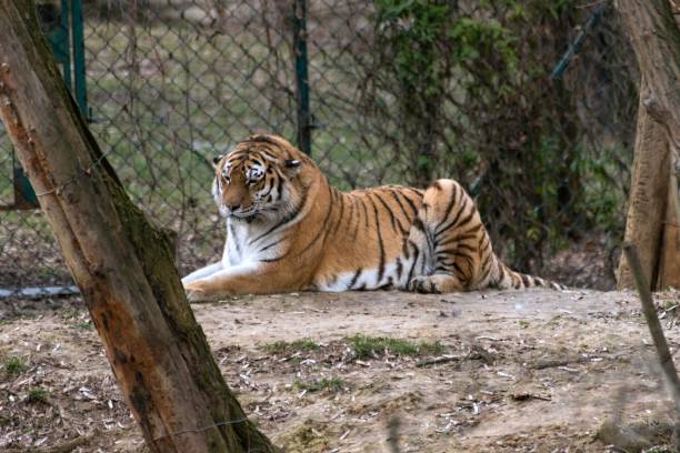 istock Siberian Tiger Panthera tigris altaica 1138578330