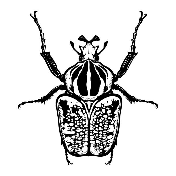 ilustrações, clipart, desenhos animados e ícones de besouro do inseto isolado no fundo branco. golias. esboço preto e branco. - insecticide vector illness mustache
