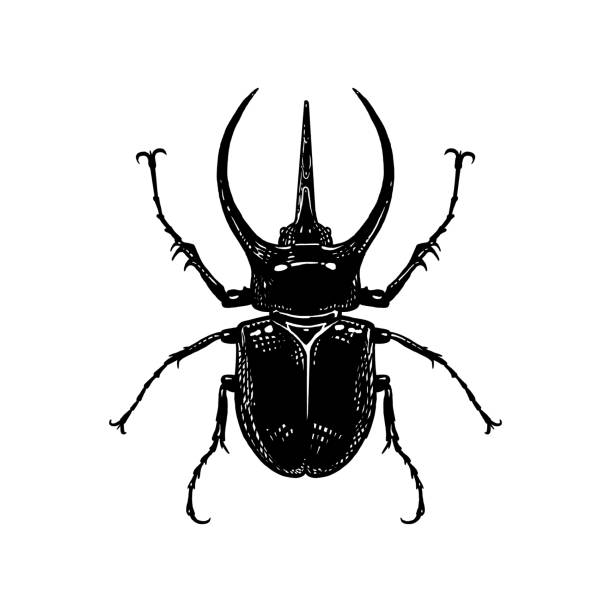 ilustrações, clipart, desenhos animados e ícones de rino do besouro de inseto isolado no fundo branco. esboço preto e branco. - insecticide vector illness mustache