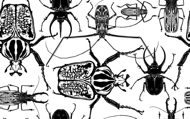 ilustrações, clipart, desenhos animados e ícones de teste padrão sem emenda com insetos. rinoceronte, harlequin, golias e outro do besouro - insecticide vector illness mustache