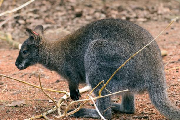 istock Red-necked Wallaby Macropus rufogriseus 1138578762