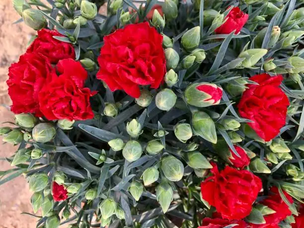 Photo showing pretty red dianthus / carnations blooming in the summer sunshine. These red dianthus flowers are like small double red roses, and are popular in the garden border, often being grown as summer bedding plants, in rockeries by water features, or dianthus / carnation annuals, in hanging baskets or as patio pot plants. The plants are covered with silver green leaves and an abundance of flowerbuds.