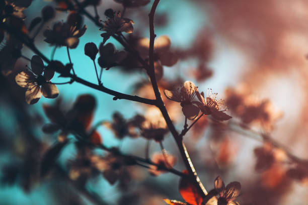 istock Wild cherry tree blossom in spring morning 1138579722