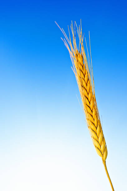 Wheatstack 10+ Wheatstalk Stock Photos, Pictures & Royalty-Free Images - iStock