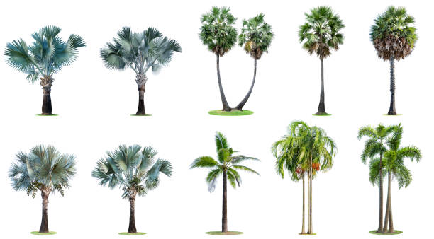 istock The collection of high palm trees isolated on white background. 1138580093