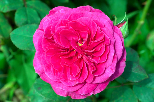 istock Polyanthahybride, Mary Pope 1138580299