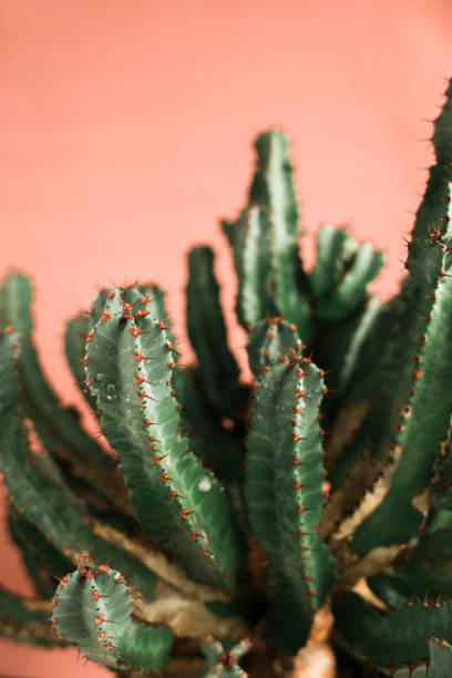istock green Cactus on the orange background natural light 1138581746