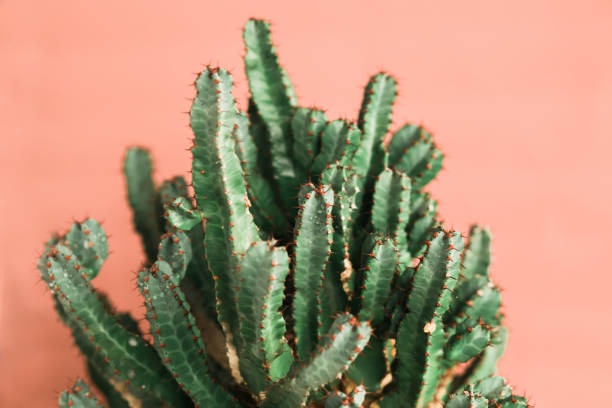 istock green Cactus on the orange background natural light 1138581807