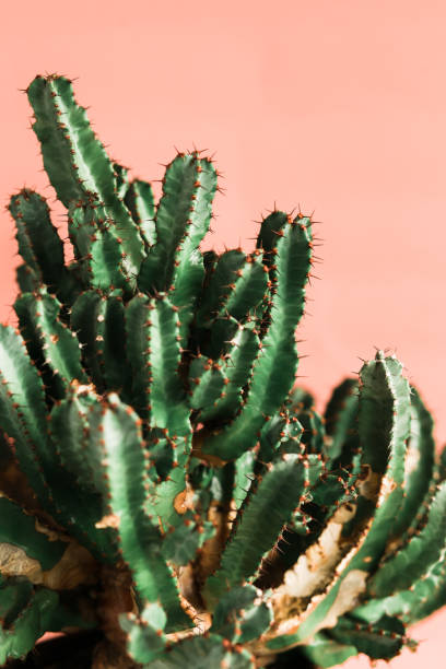kuvapankkikuvat ja rojaltivapaat kuvat aiheesta vihreä kaktus oranssilla taustalla luonnonvalo - yellow vanilla flower with green leaves