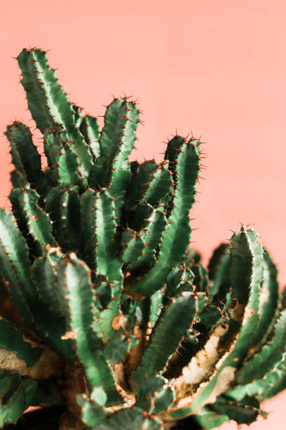 istock green Cactus on the orange background natural light 1138581888