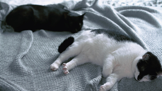Lazy cats sleeping on a blanket