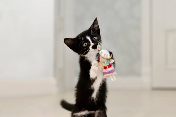 istock A little black kitten with white breasts is playing. 1138582963