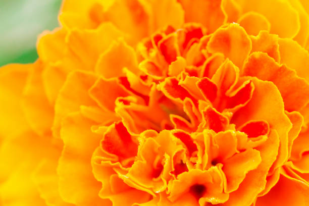 istock Close up of orange flower 1138583555