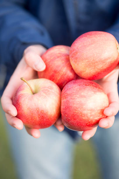 istock Woman holds red apples in hands 1138583691