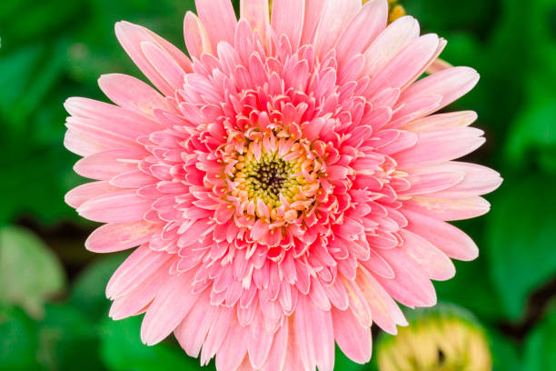 istock Pink flowers and green background. 1138585065