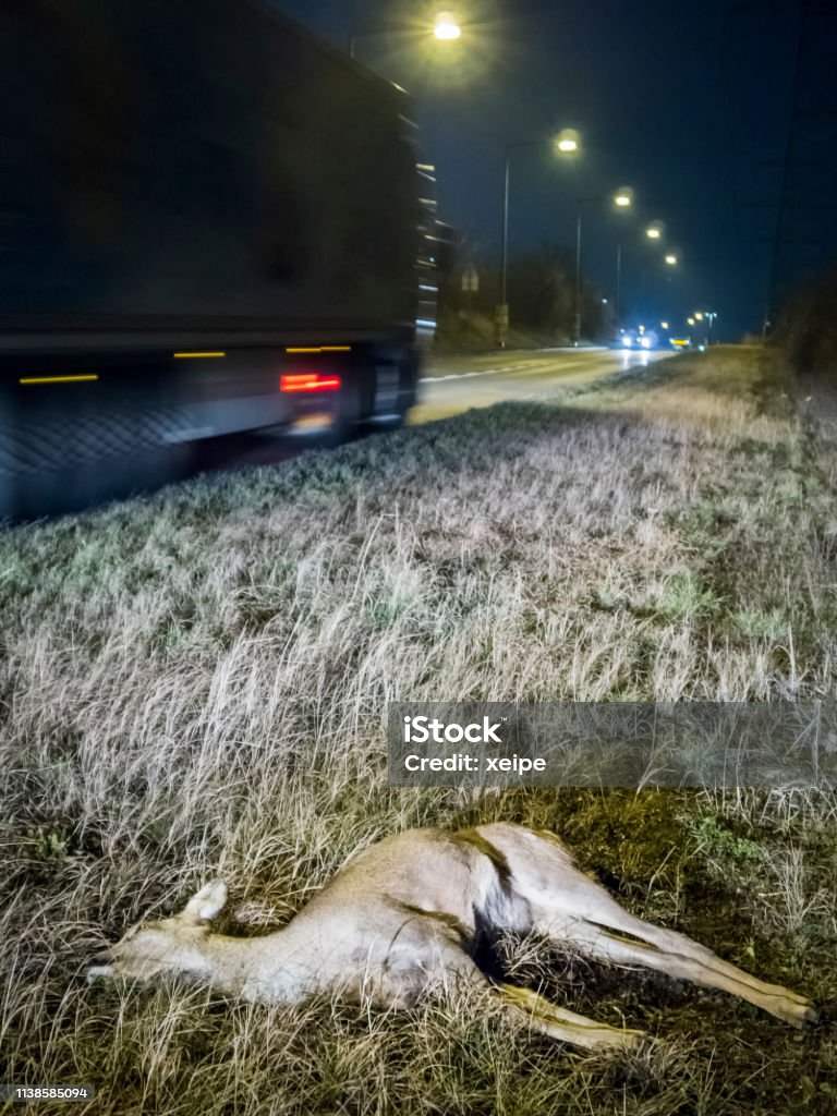 Dead Deer on Roadside after Game Accident Dead deer on the roadside after wildlife accident Austria Stock Photo