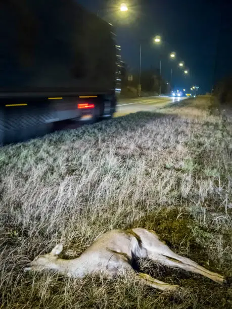Dead deer on the roadside after wildlife accident
