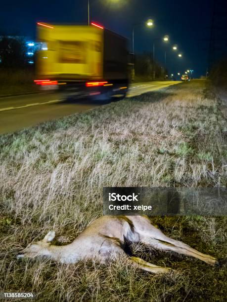 Dead Deer On Roadside After Game Accident Stock Photo - Download Image Now - Austria, No People, Photography