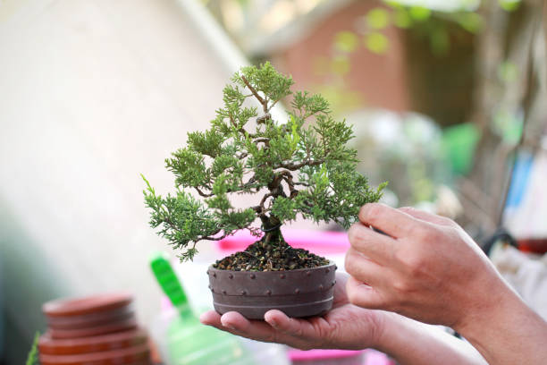 istock Making of Bonsai pruning 1138585822