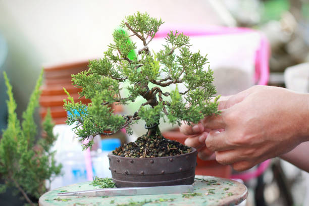 istock Making of Bonsai pruning 1138585827