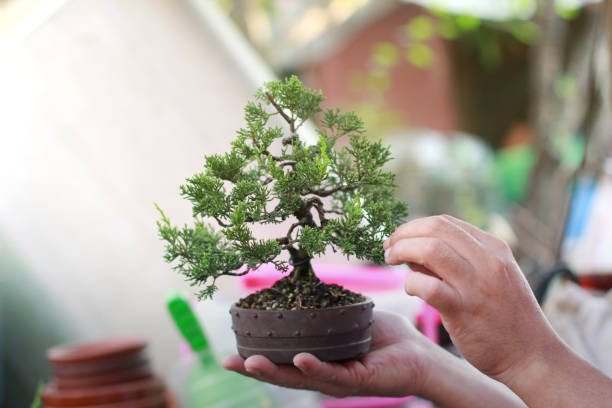 istock Making of Bonsai pruning 1138585848