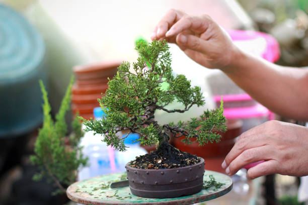 istock Making of Bonsai pruning 1138585867