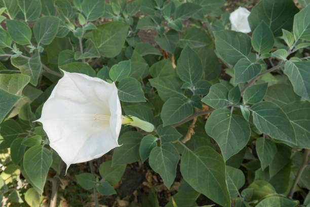 Large white flower of Datura innoxia in August Large white flower of Datura innoxia in August datura meteloides stock pictures, royalty-free photos & images