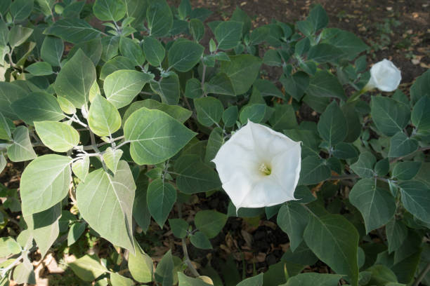 Datura innoxia in bloom in late summer Datura innoxia in bloom in late summer datura meteloides stock pictures, royalty-free photos & images