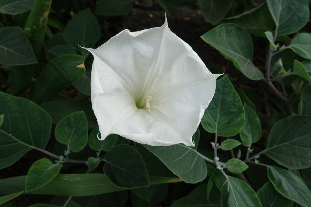 Single white flower of Datura innoxia in August Single white flower of Datura innoxia in August datura meteloides stock pictures, royalty-free photos & images
