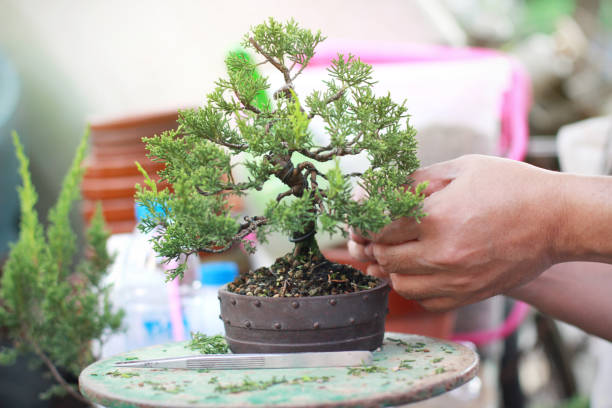 istock Making of Bonsai pruning 1138585907