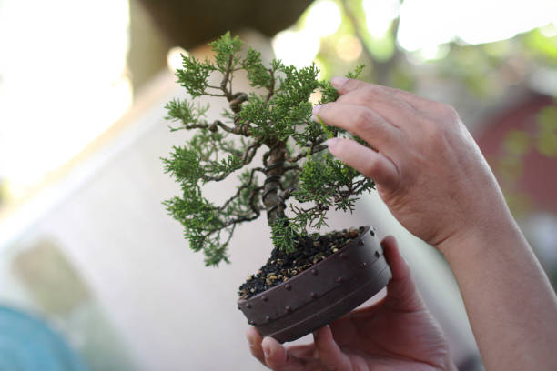 istock Making of Bonsai pruning 1138585923