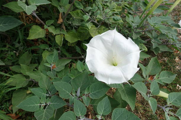 Showy white flower of Datura innoxia in August Showy white flower of Datura innoxia in August datura meteloides stock pictures, royalty-free photos & images