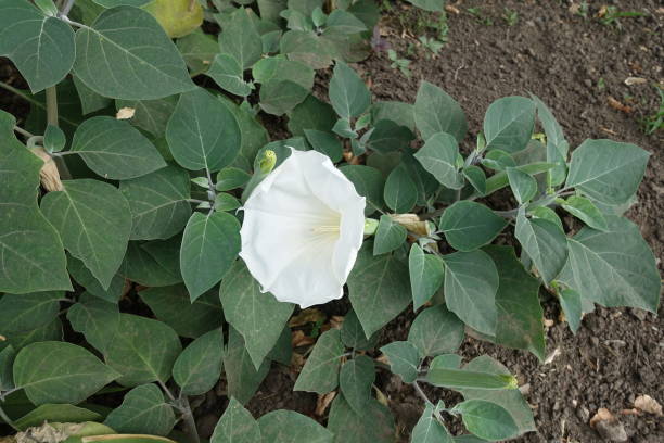 White flower in the foliage of Datura innoxia White flower in the foliage of Datura innoxia datura meteloides stock pictures, royalty-free photos & images