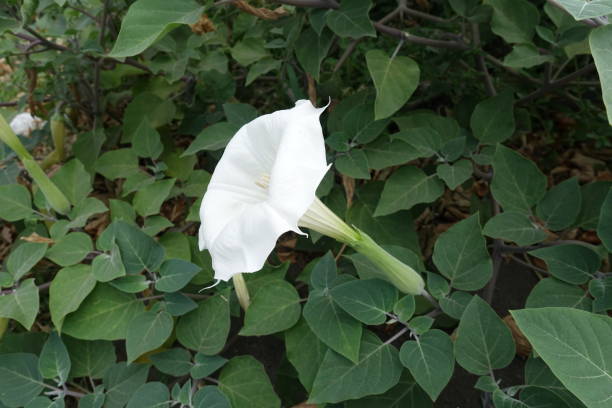Side view of white flower of Datura innoxia Side view of white flower of Datura innoxia datura meteloides stock pictures, royalty-free photos & images