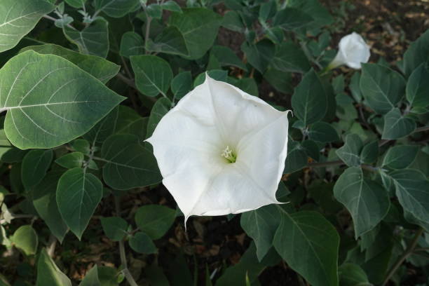 Showy single white flower of Datura innoxia Showy single white flower of Datura innoxia datura meteloides stock pictures, royalty-free photos & images
