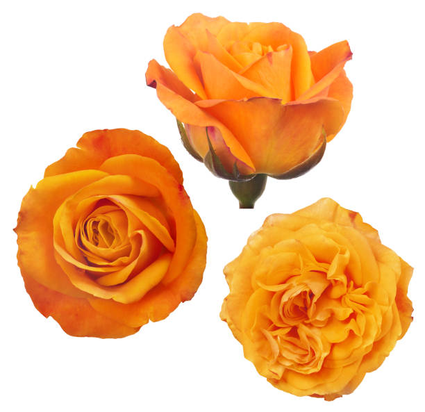 istock three fine isolated bright orange rose blooms 1138587350